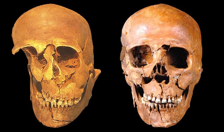 The Walcott Common skull before and during reconstruction