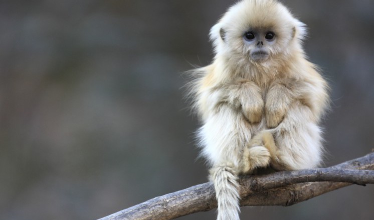 Veolia Environnement Wildlife Photographer of the Year | Lincoln Museum